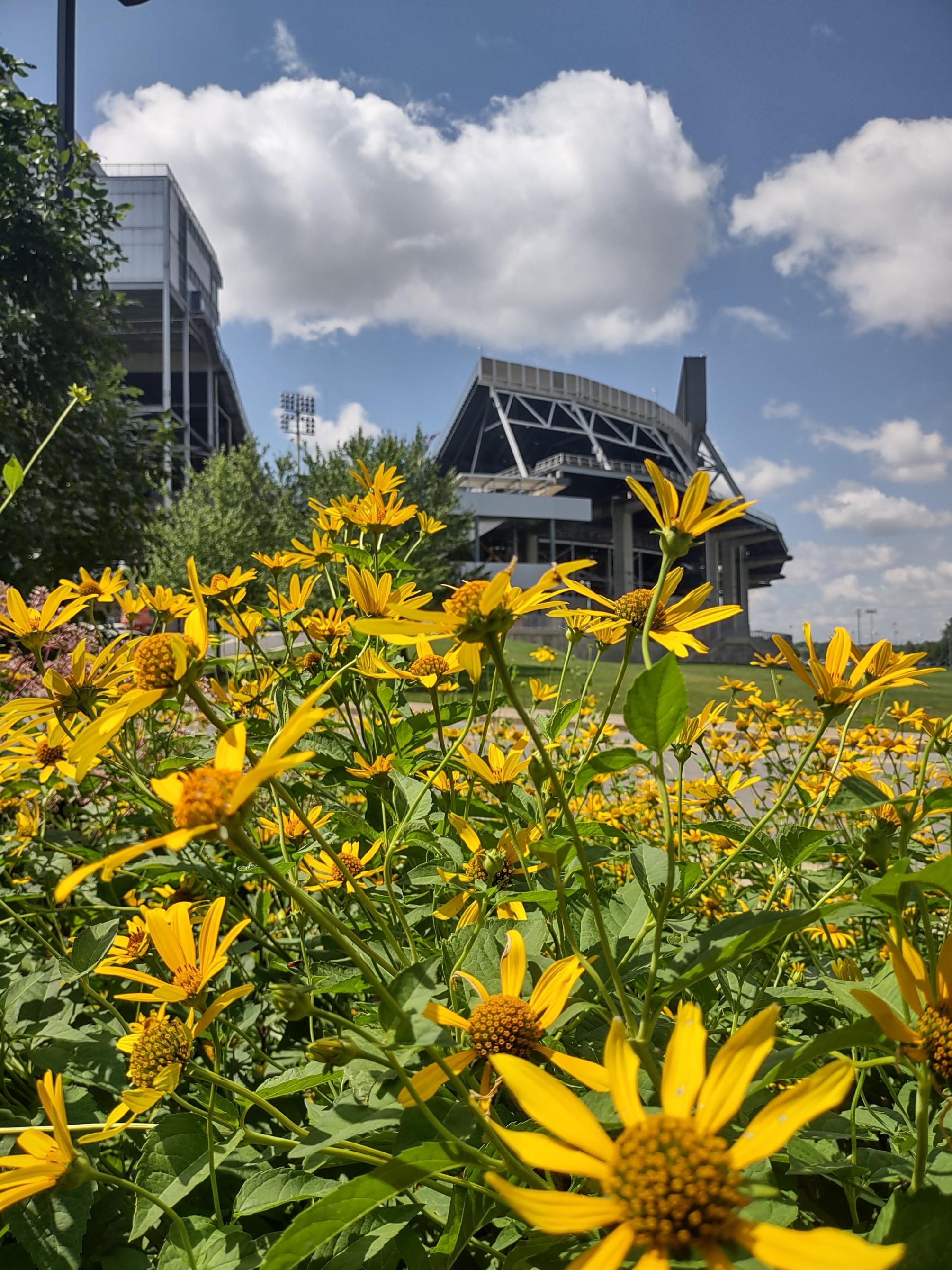 A close up of yellow flowers in front of Penn State's Beaver Stadium