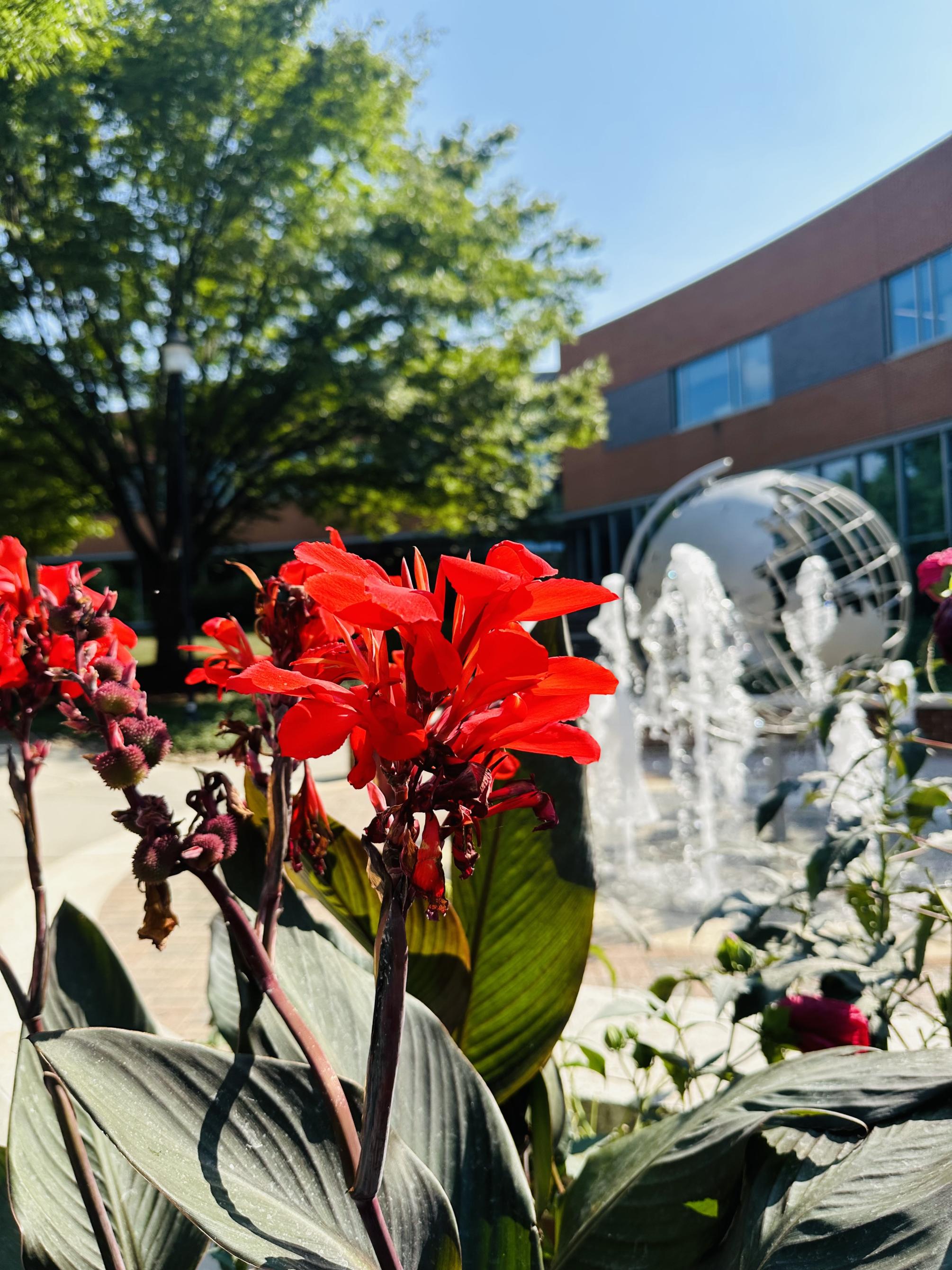 Red flowers in front of a fountain and campus landmark