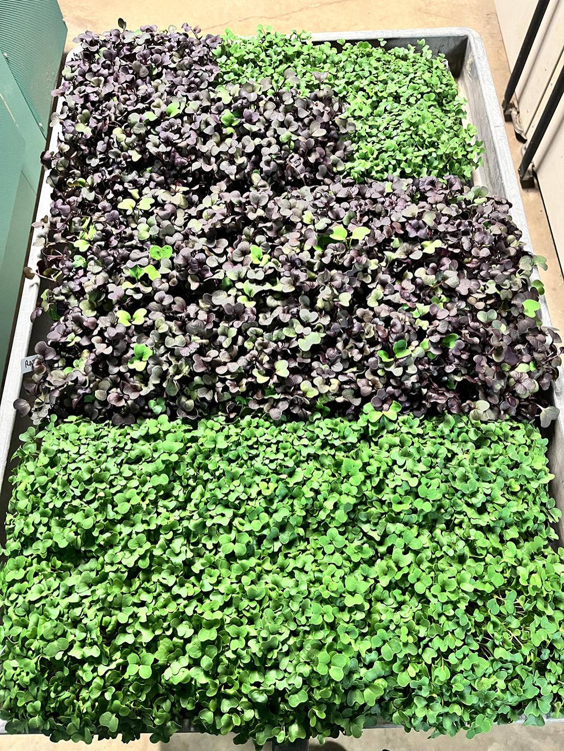ready for drying 