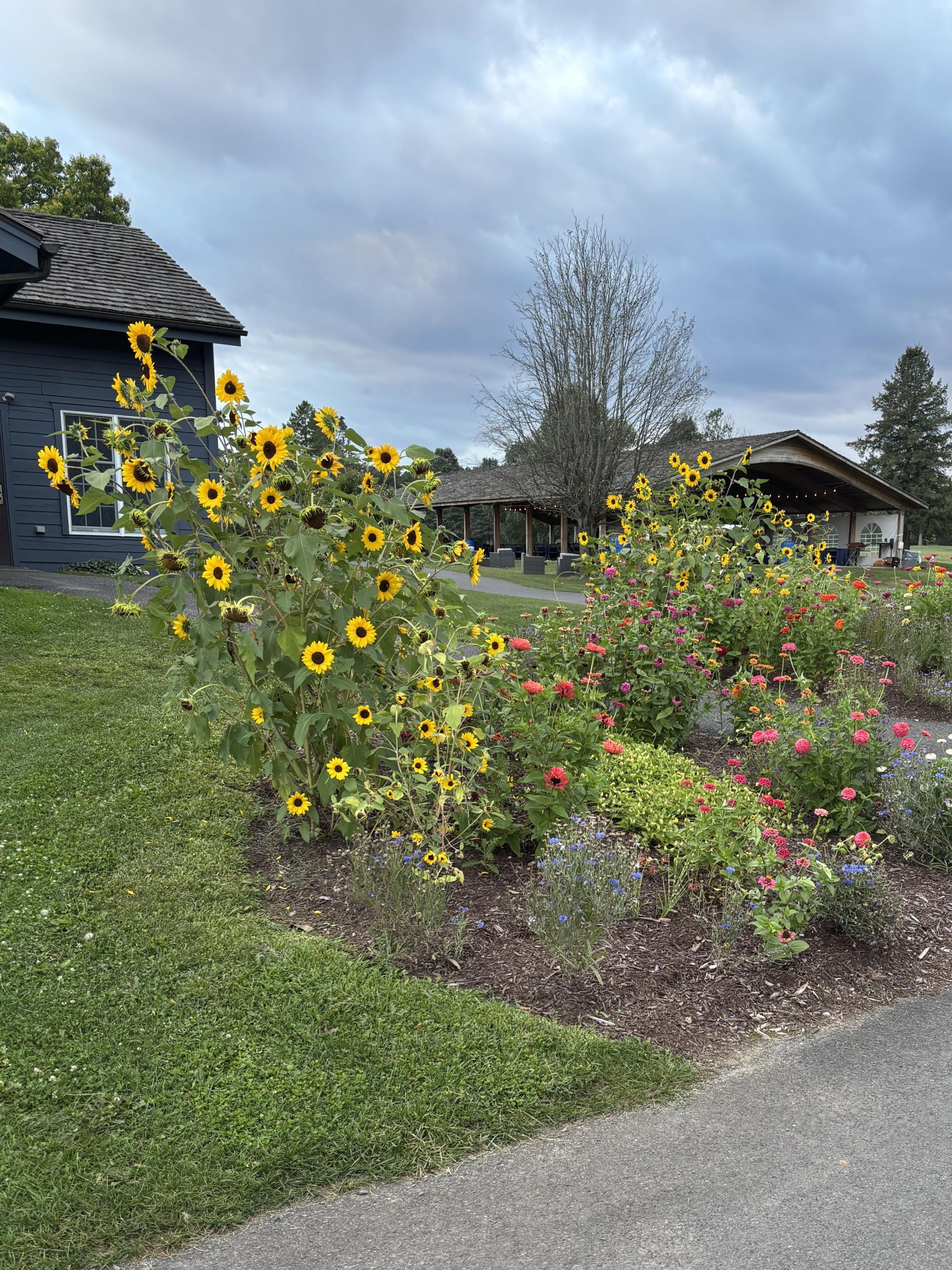 Perennial flowers blooming in a garden next to a Penn State golf course