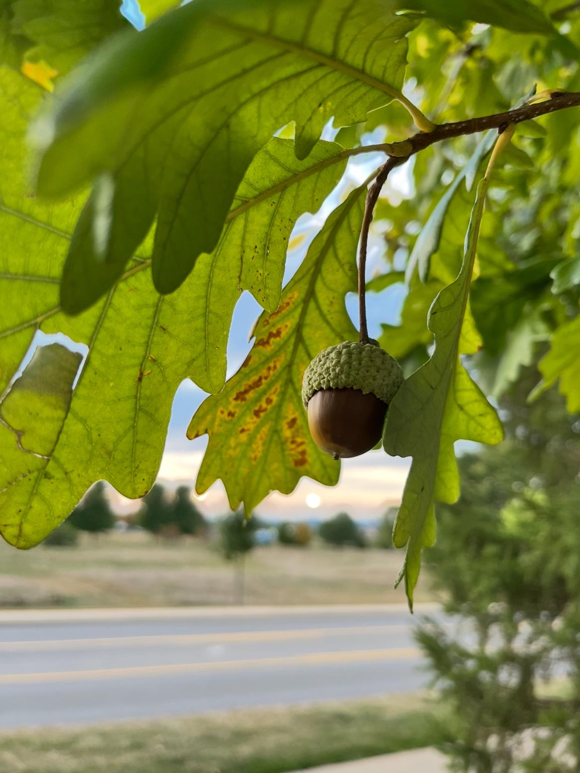 A picture of a single acorn hanging in a tree