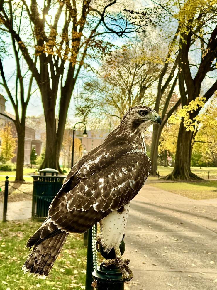 A close up picture of a hawk
