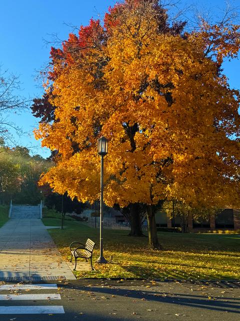 The sun shines on a tree with orange leaves