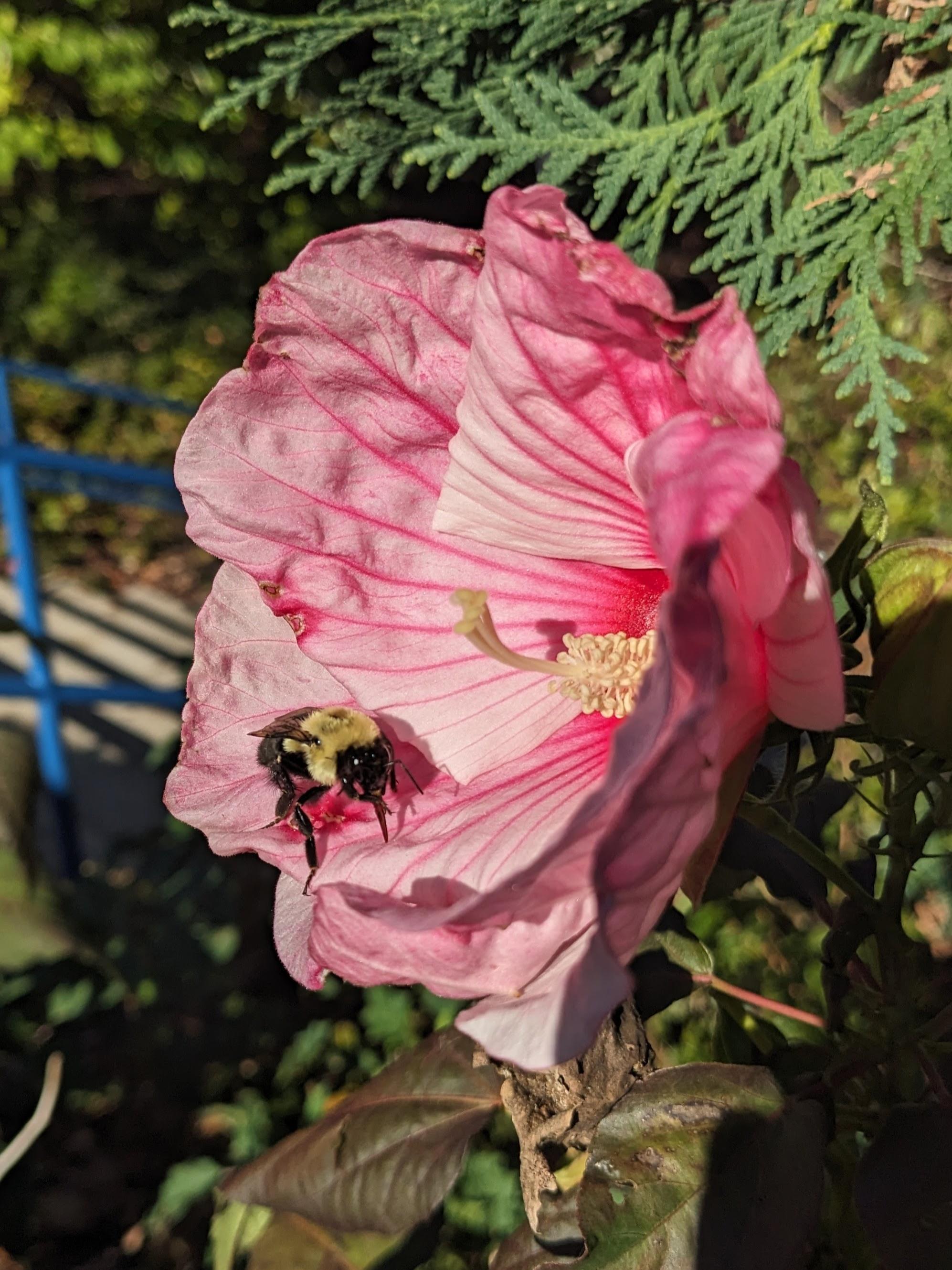 A bee on a pink flower