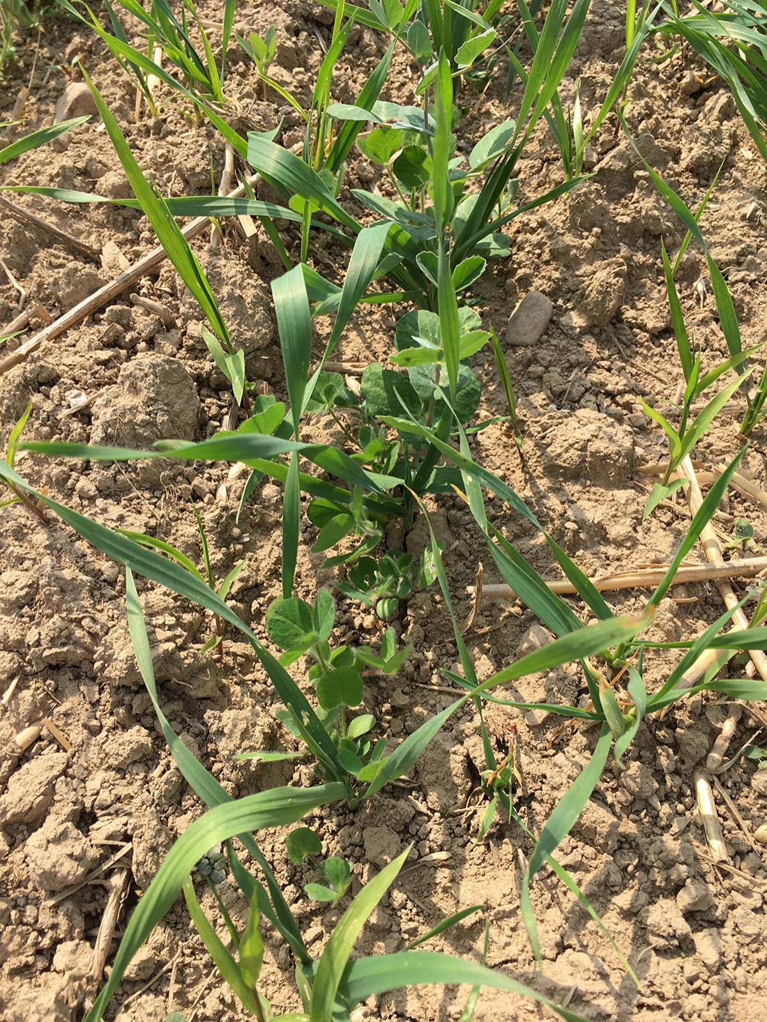 legume growing in field