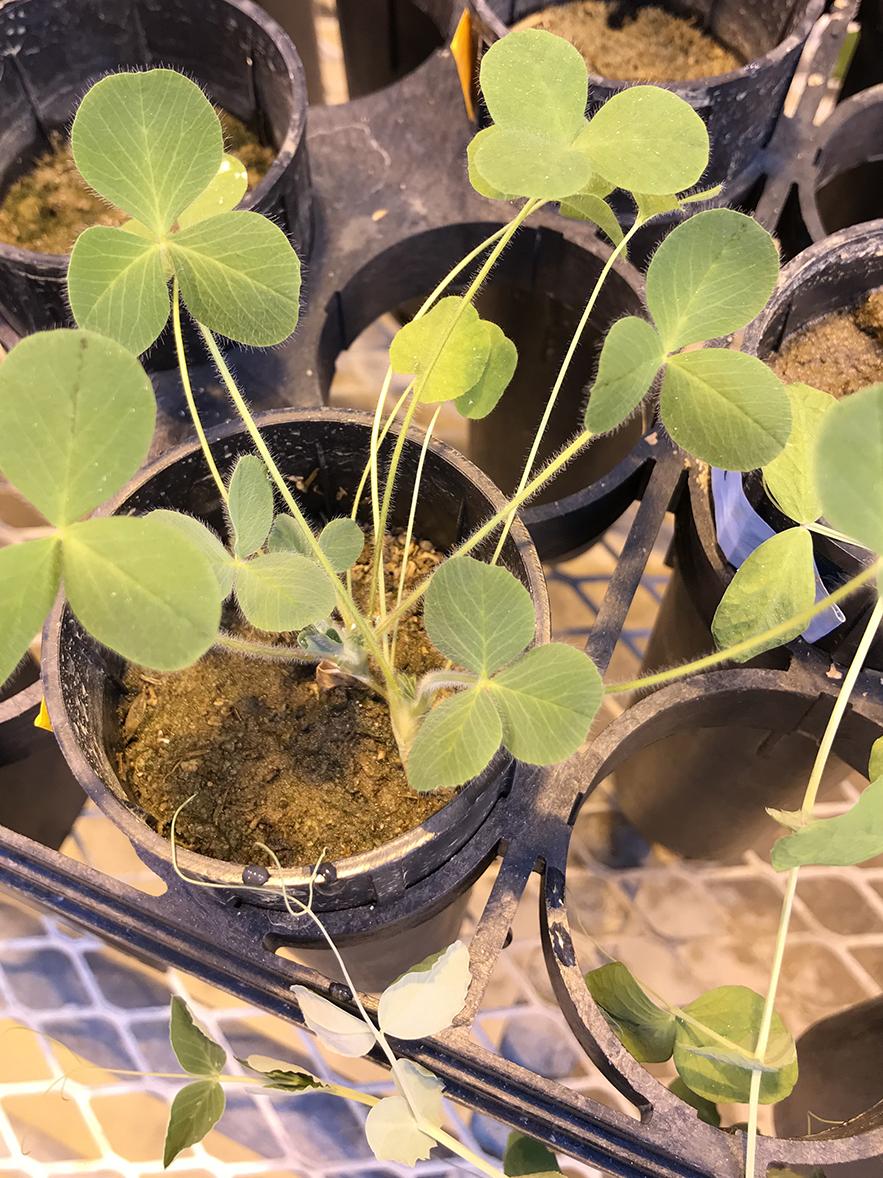 legume in greenhouse