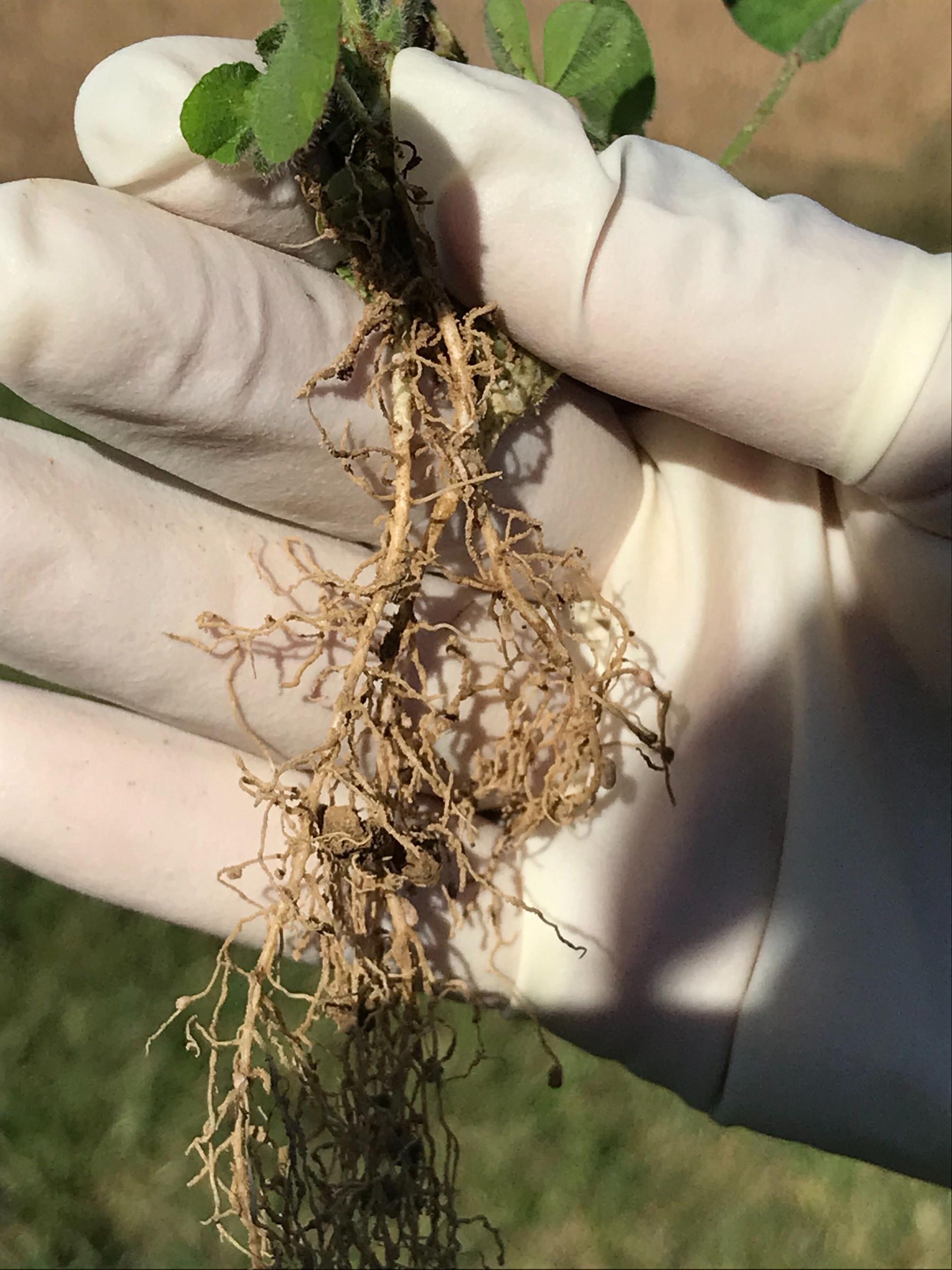 legume root