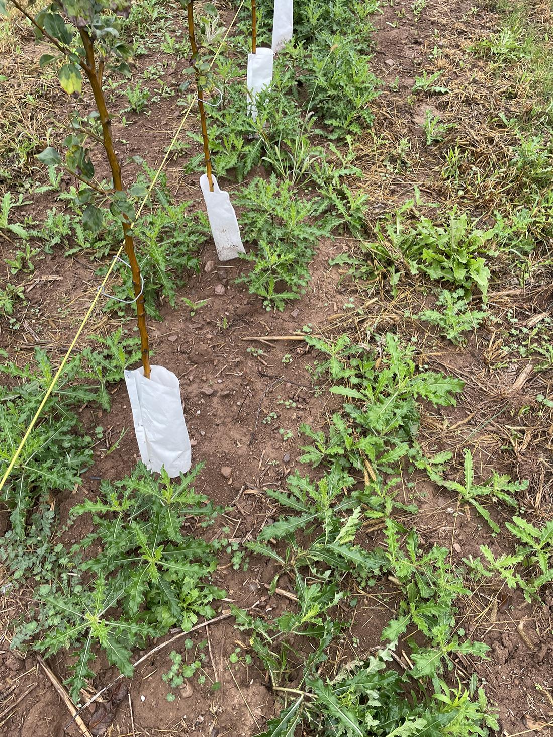 growing around apple trees