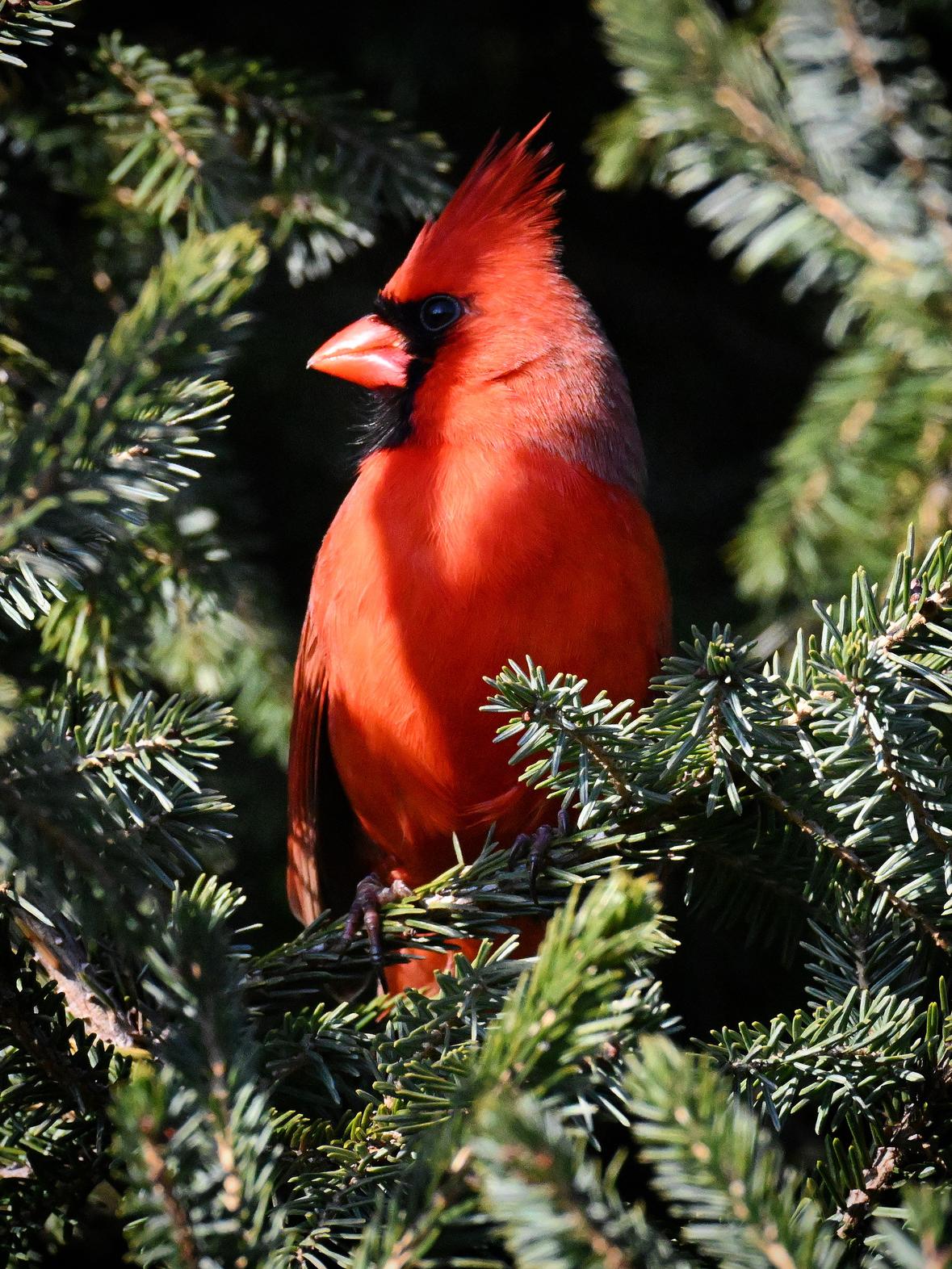 A red male cardinal framed by pine branches