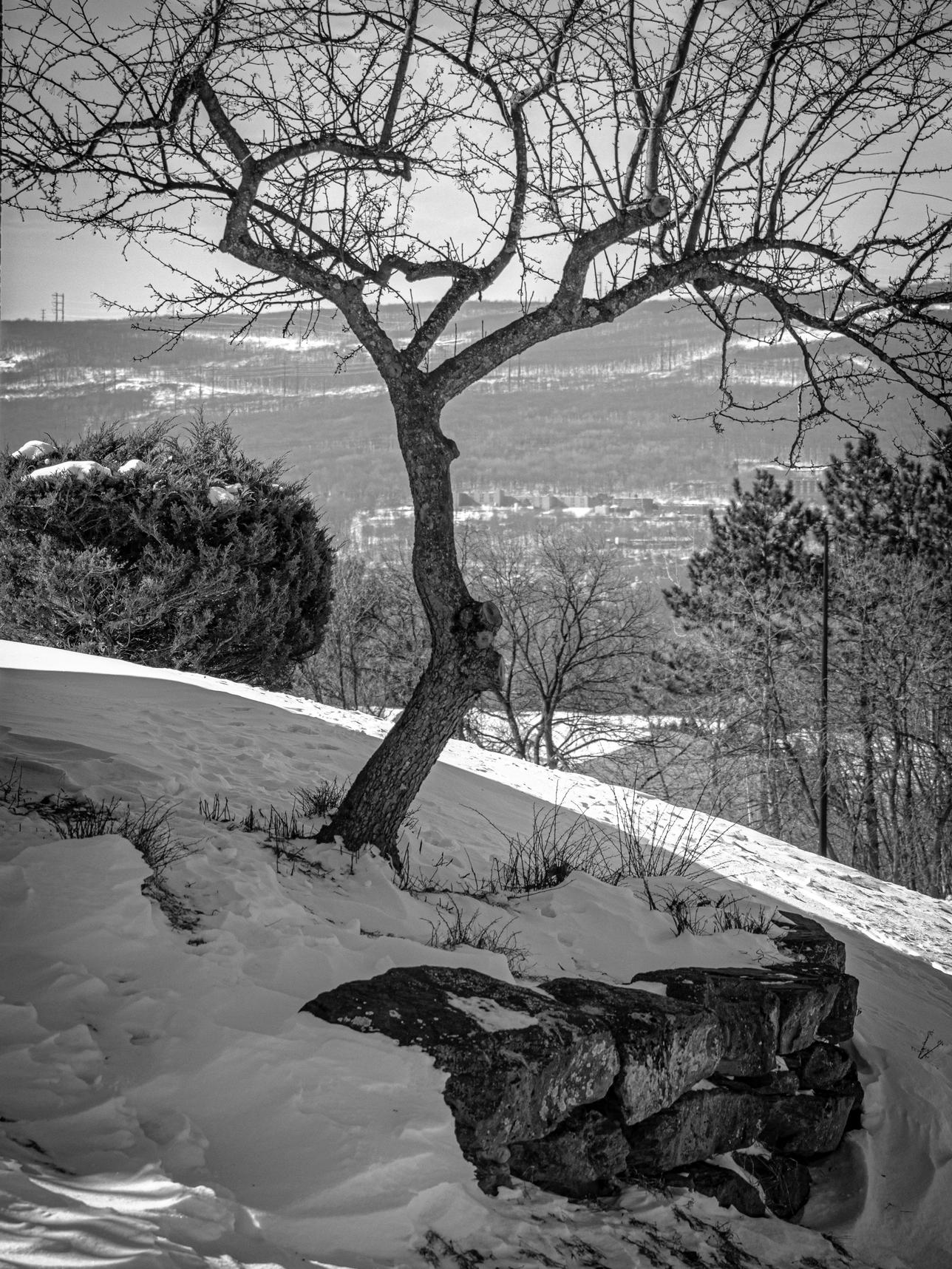 A black-and-white picture of a tree in winter at the top of a hill