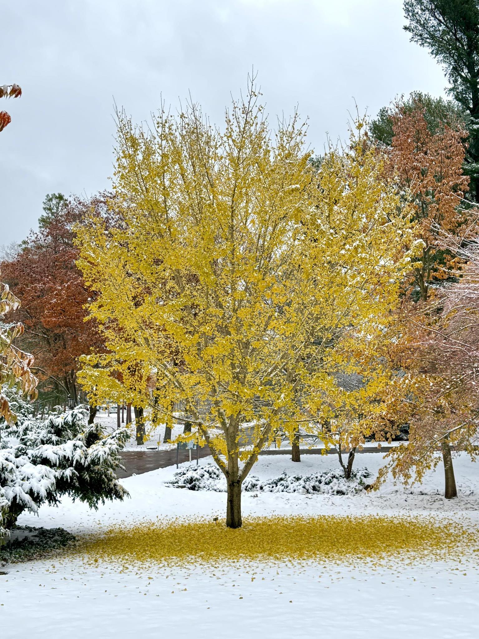 A tree that has begun to shed some of its vibrant yellow leaves onto a snow-covered ground