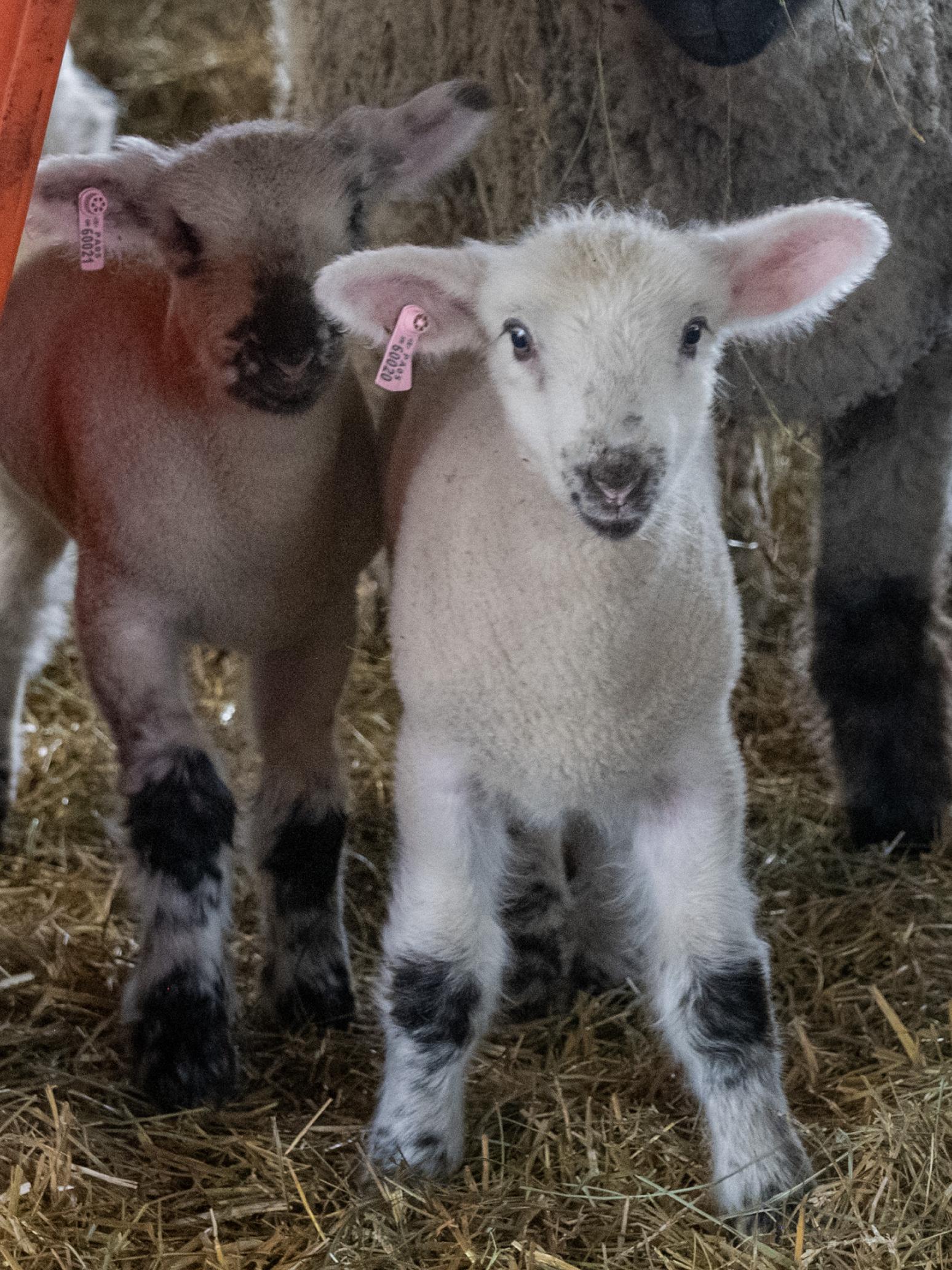 A lamb stands up and looks directly at the camera