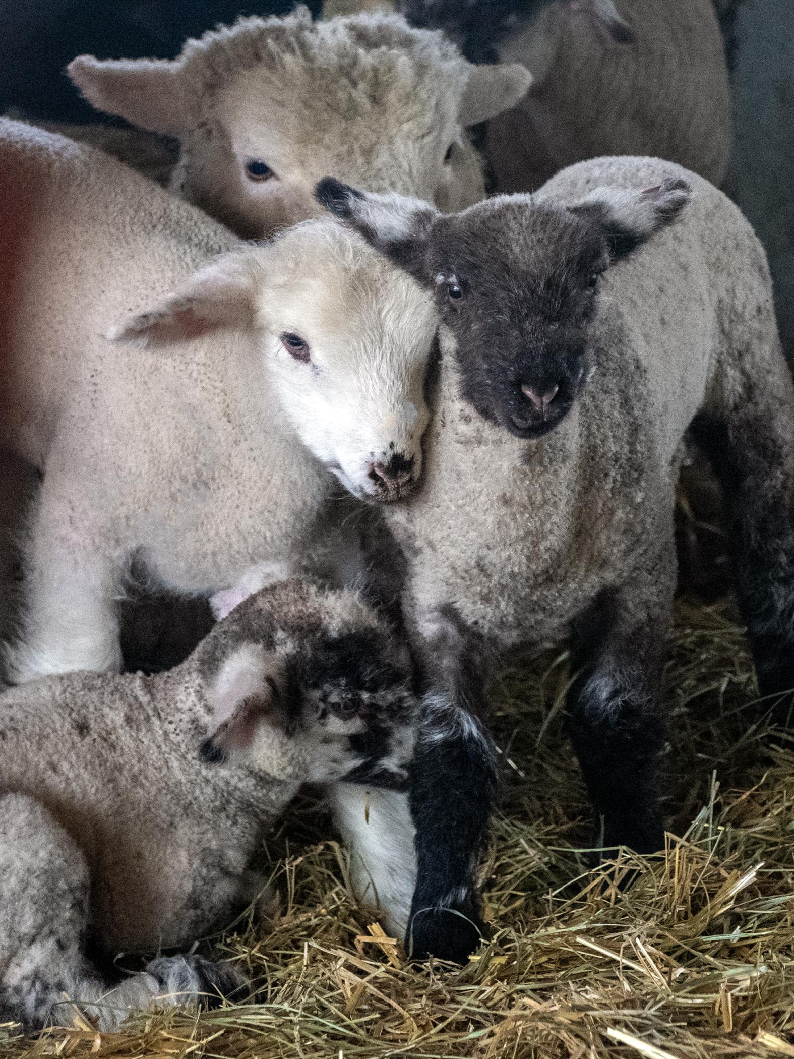 A collection of three lambs gather together near their mother
