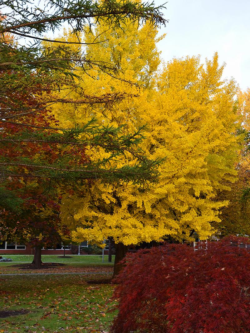 A vibrant ginkgo tree in peak fall color displays brilliant yellow leaves, contrasting with surrounding evergreens and red foliage on the Penn State Altoona campus.