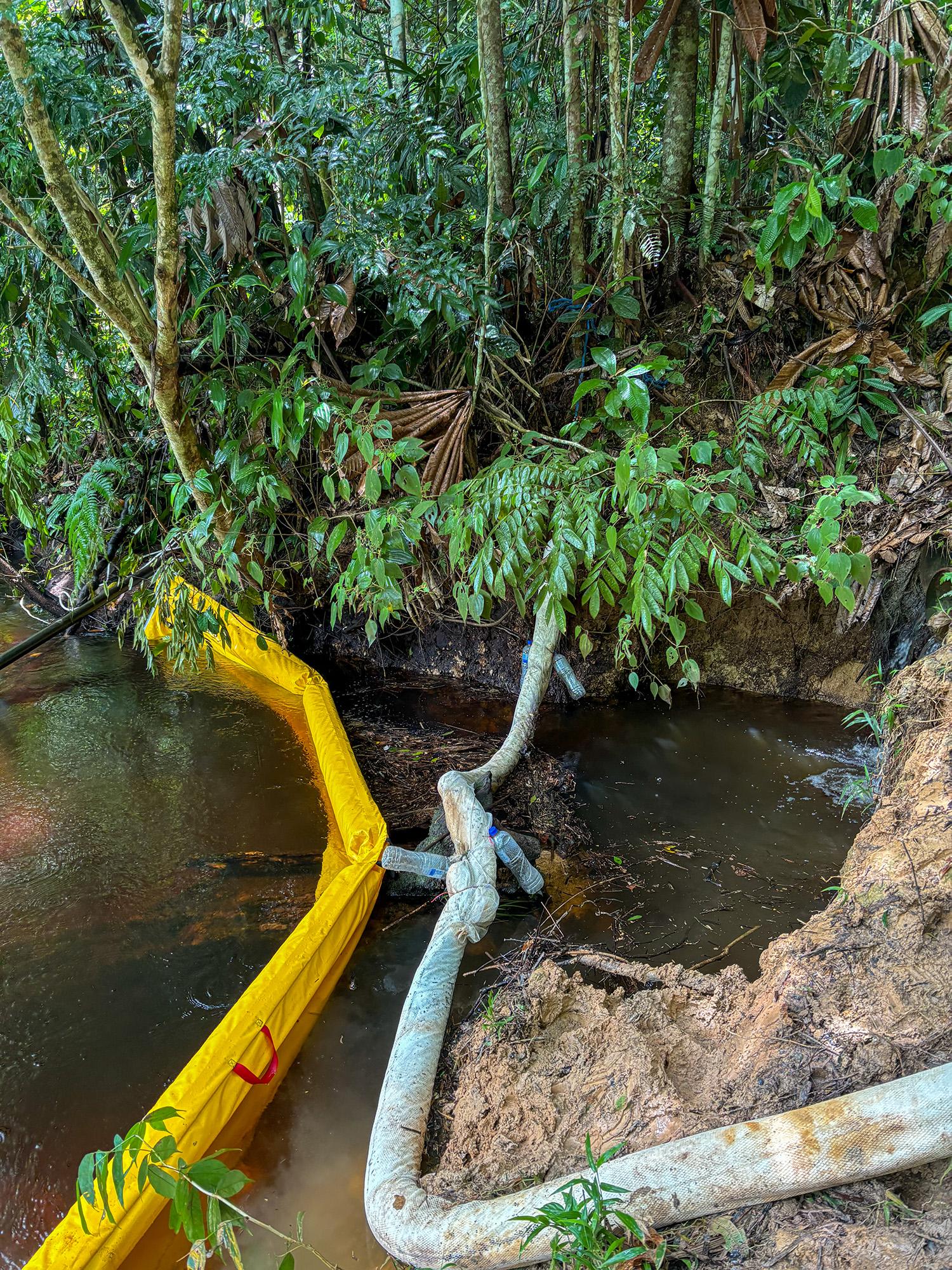 Yellow and white barriers are placed in a small forest stream surrounded by dense, green foliage. 