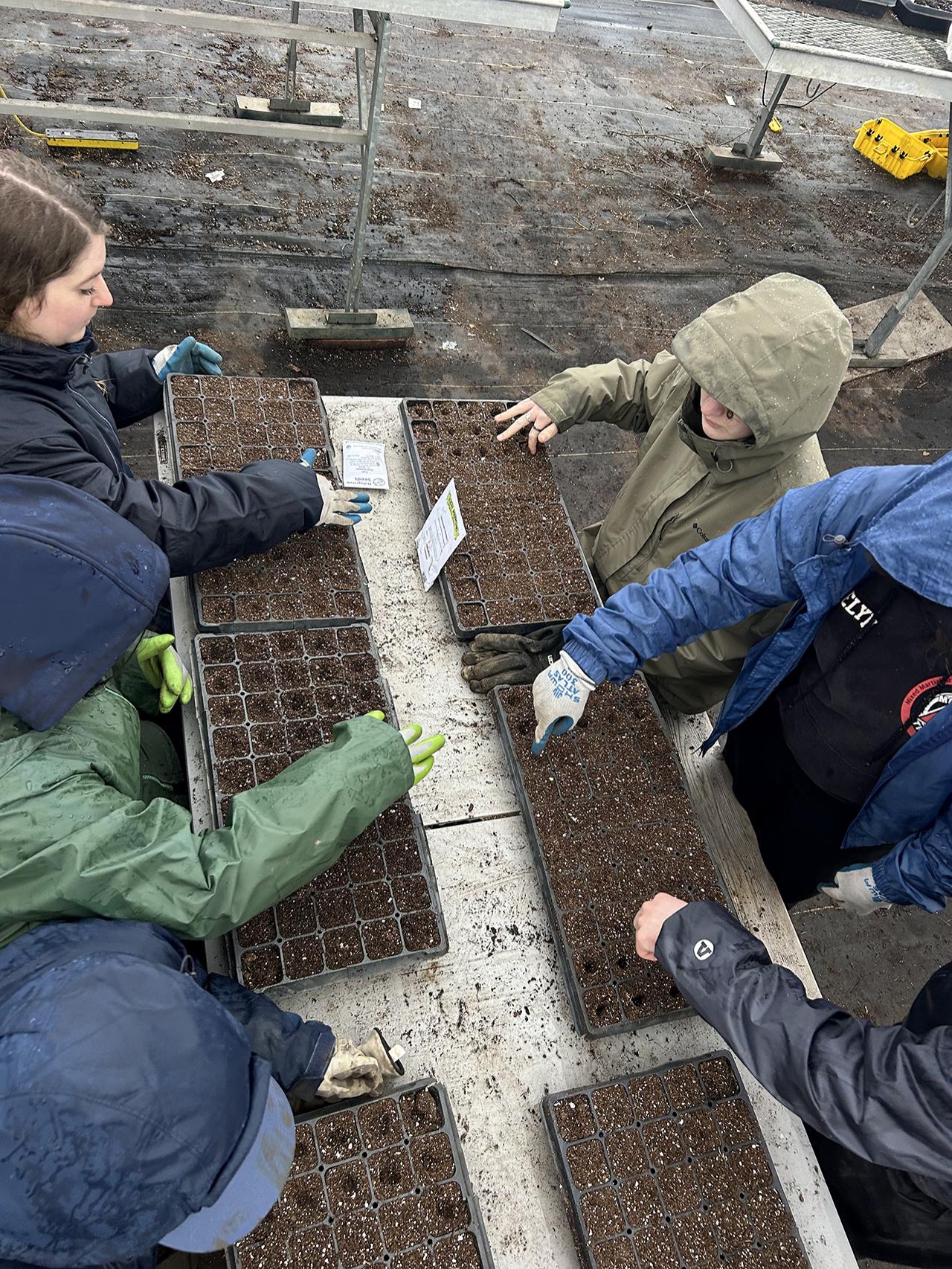 Students wearing rain coats poke holes in soil to plant seeds