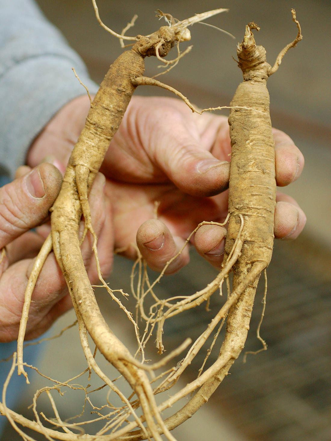 valuable part of plant 