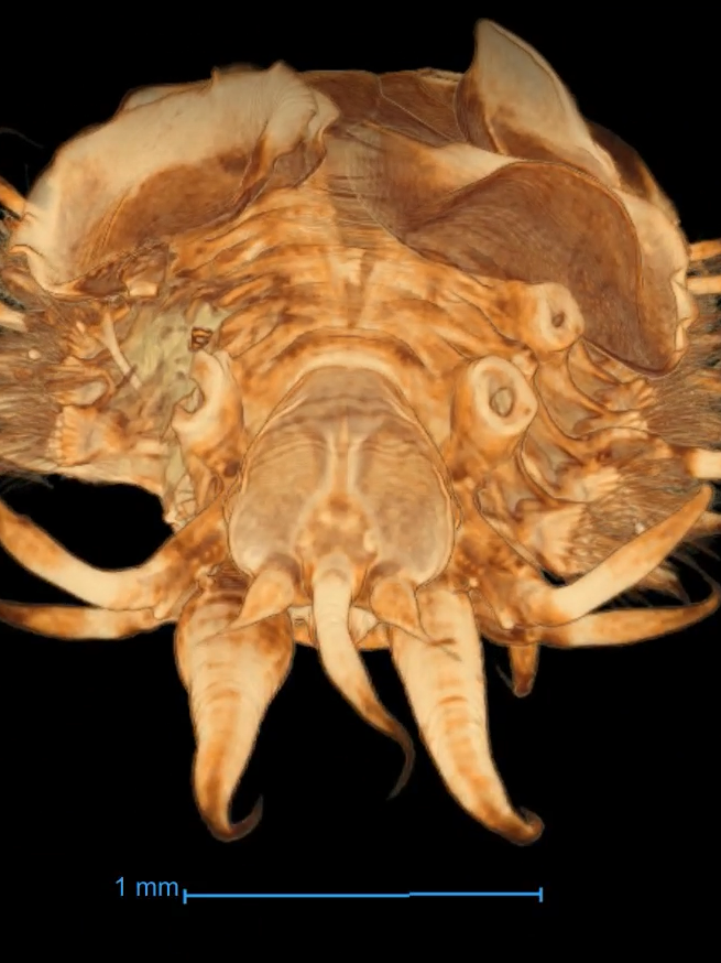 Zoomed in digital image of a tiny polychaete worm