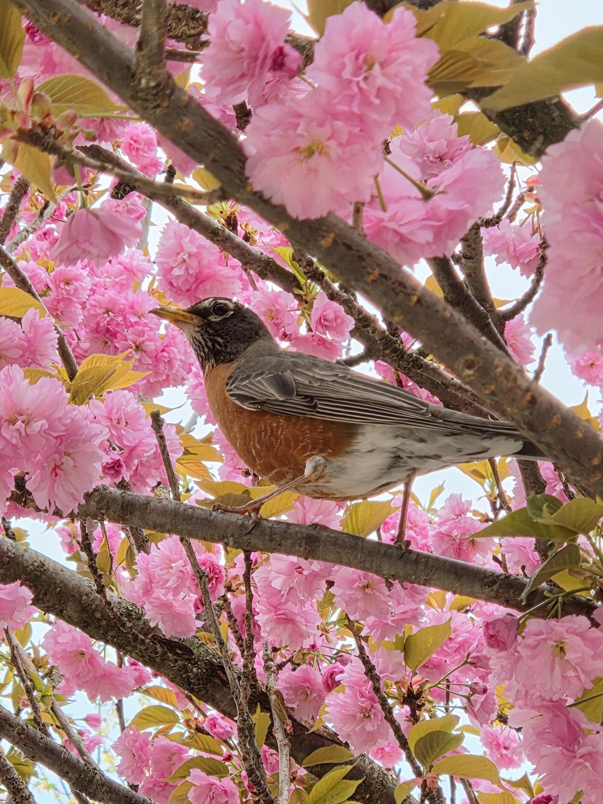 A robin sits on a tree branch with pink flowers surrounding it in the background