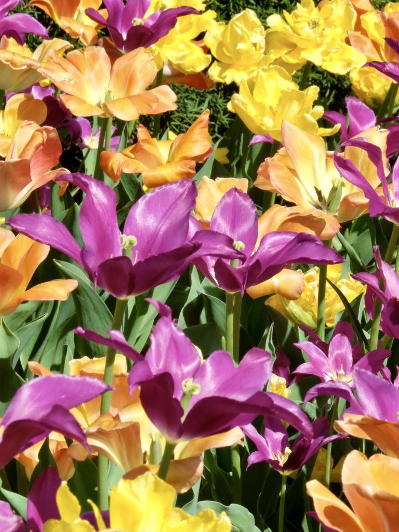 Purple and yellow tulips