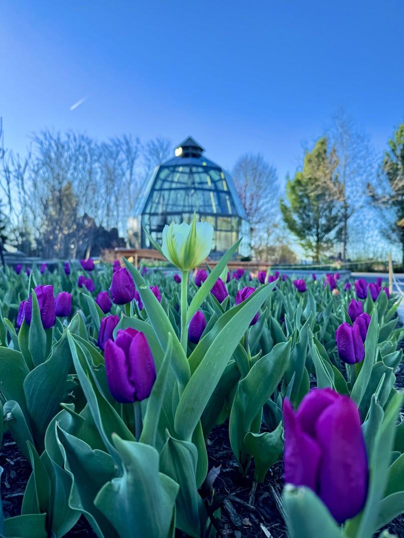 A lone white tulip stands tall among purple tulips at sunset