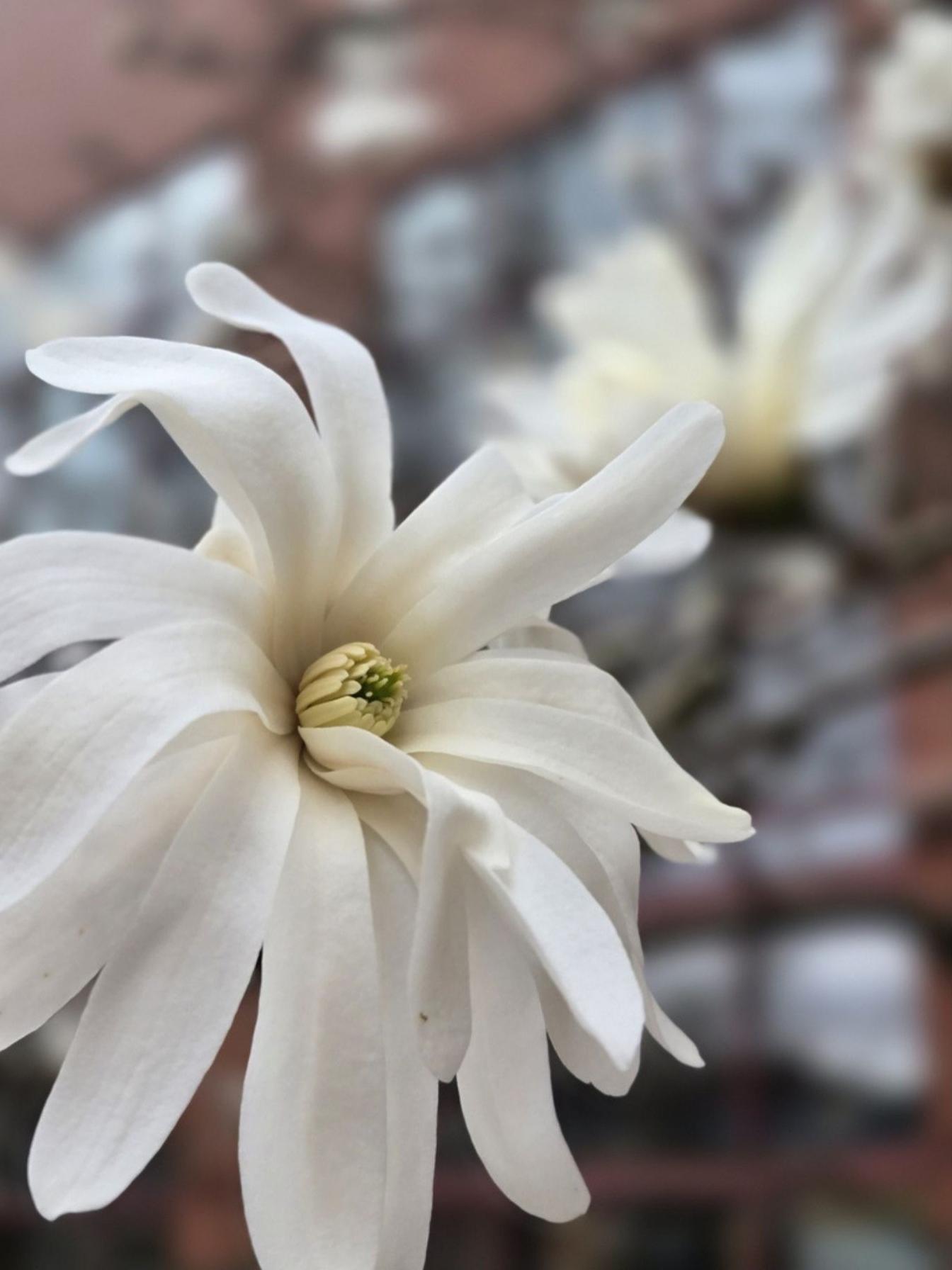 A closeup of a white magnolia flower