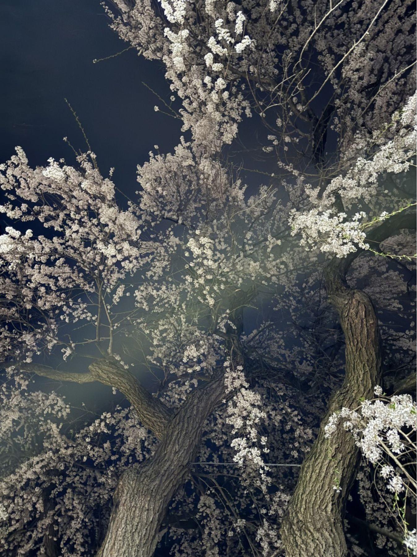 A ground-up shot into a blossoming tree with white flowers looking toward a nighttime sky
