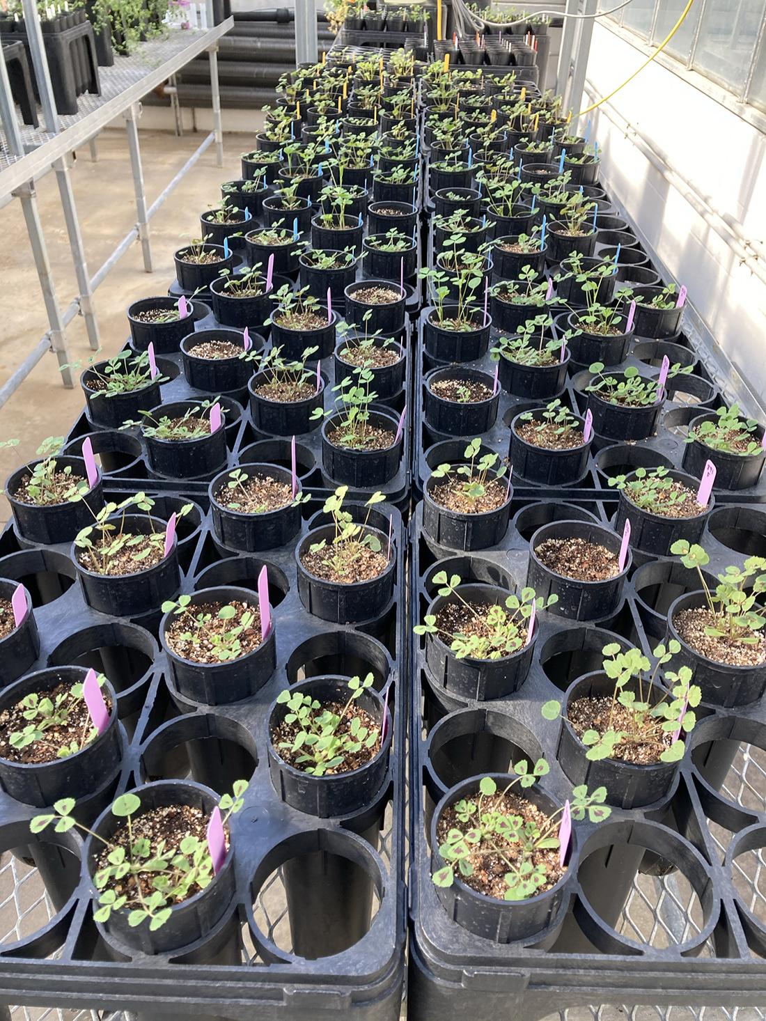 greenhouse experiment