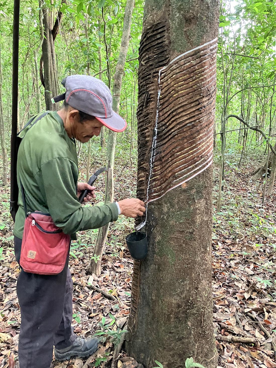 rubber tapper