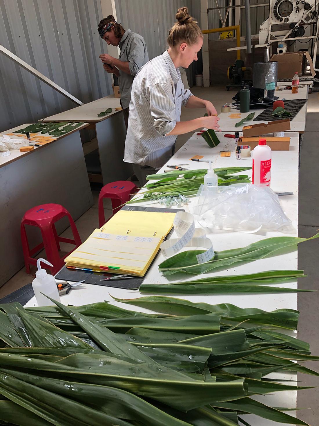 processing corn leaves