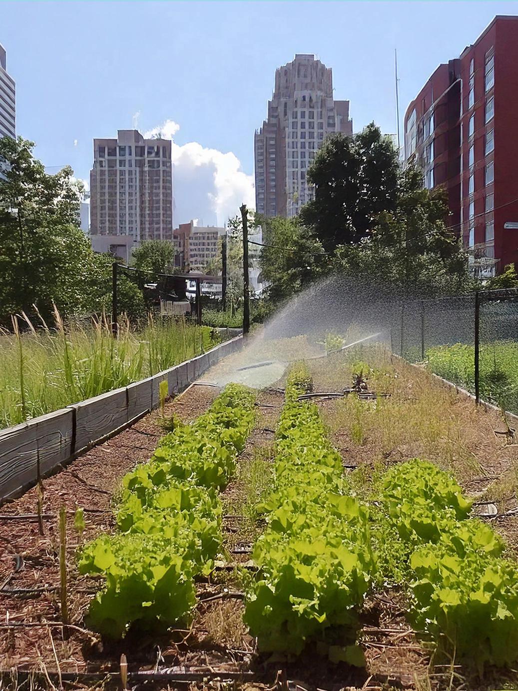 ciy garden