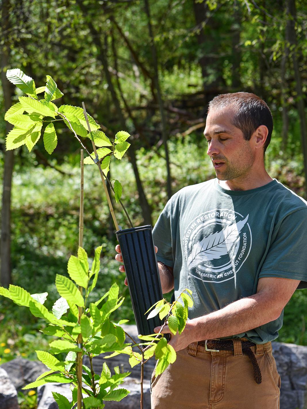 Lake Graboski holds a young American chestnut tree in a forest.