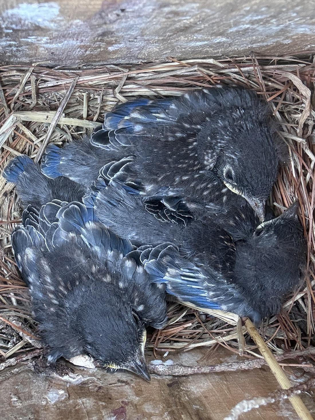 baby birds
