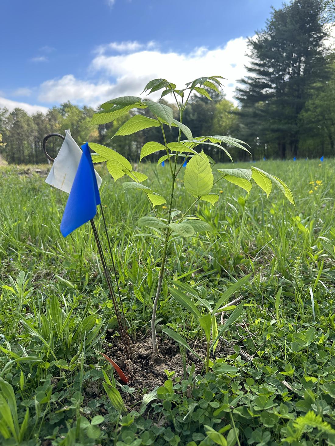 seedling, blue sky