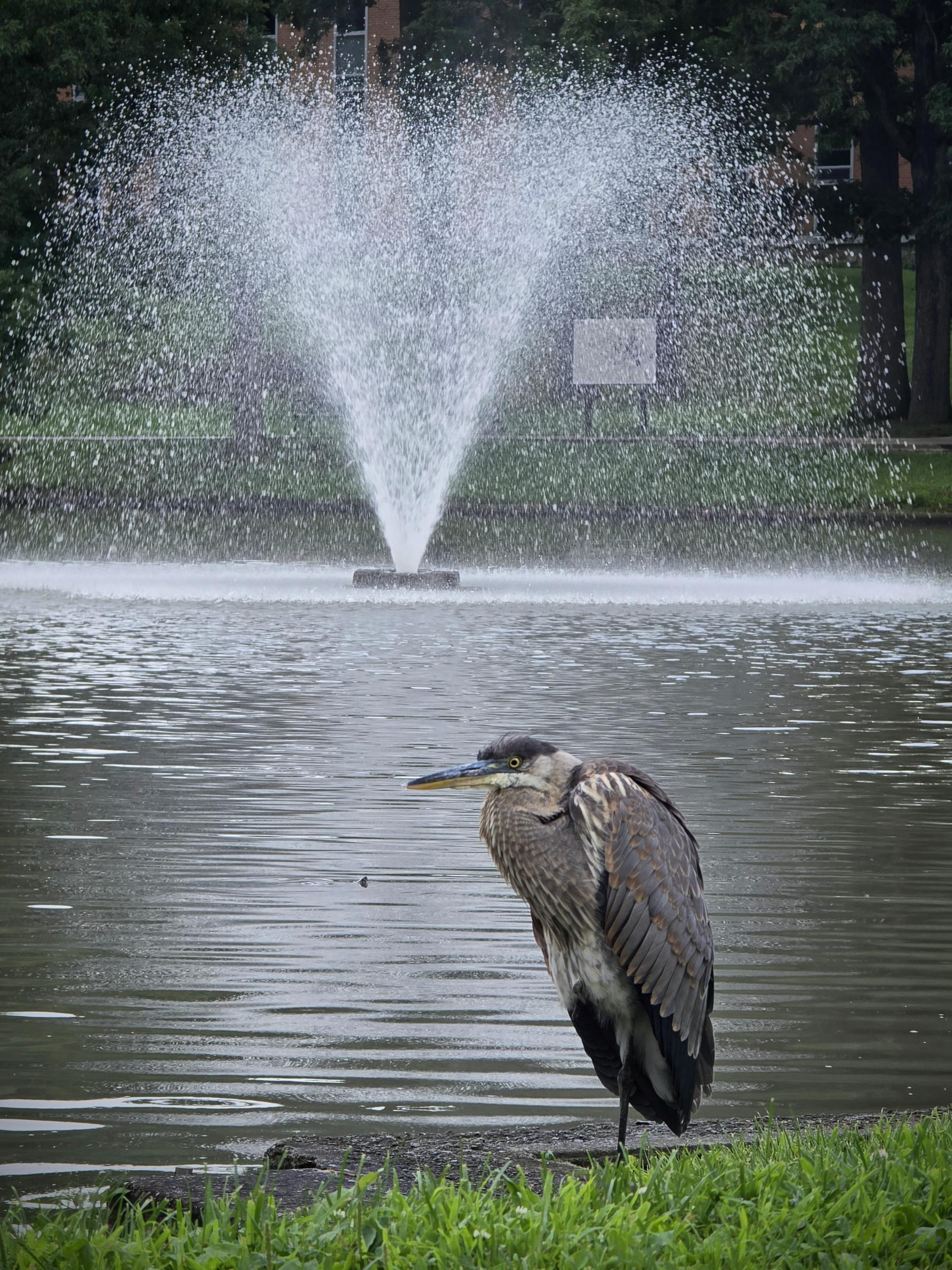 A blue heron sits in front of a fountain in a pond