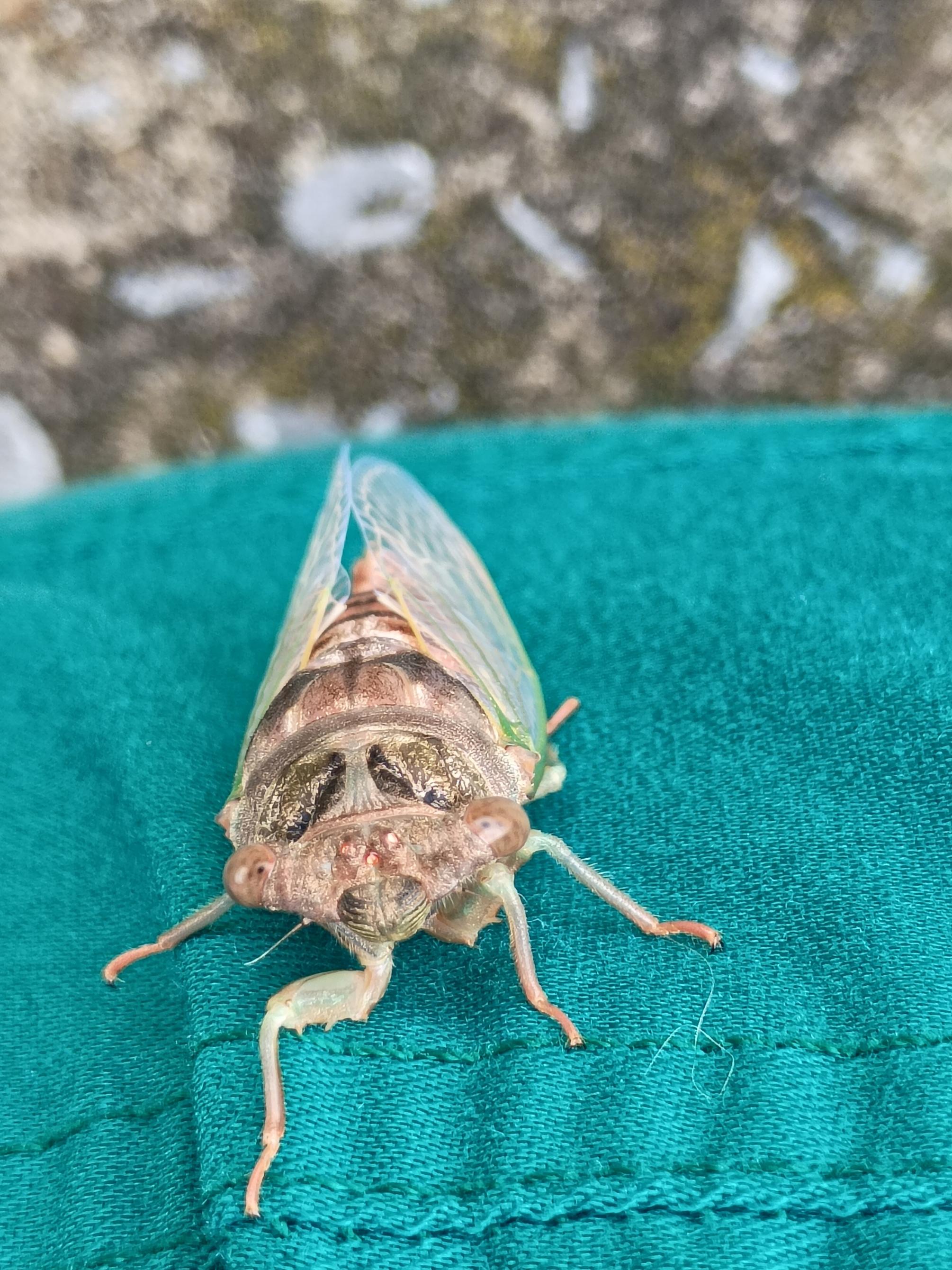 A closeup shot of a bug on the photographer's pant leg