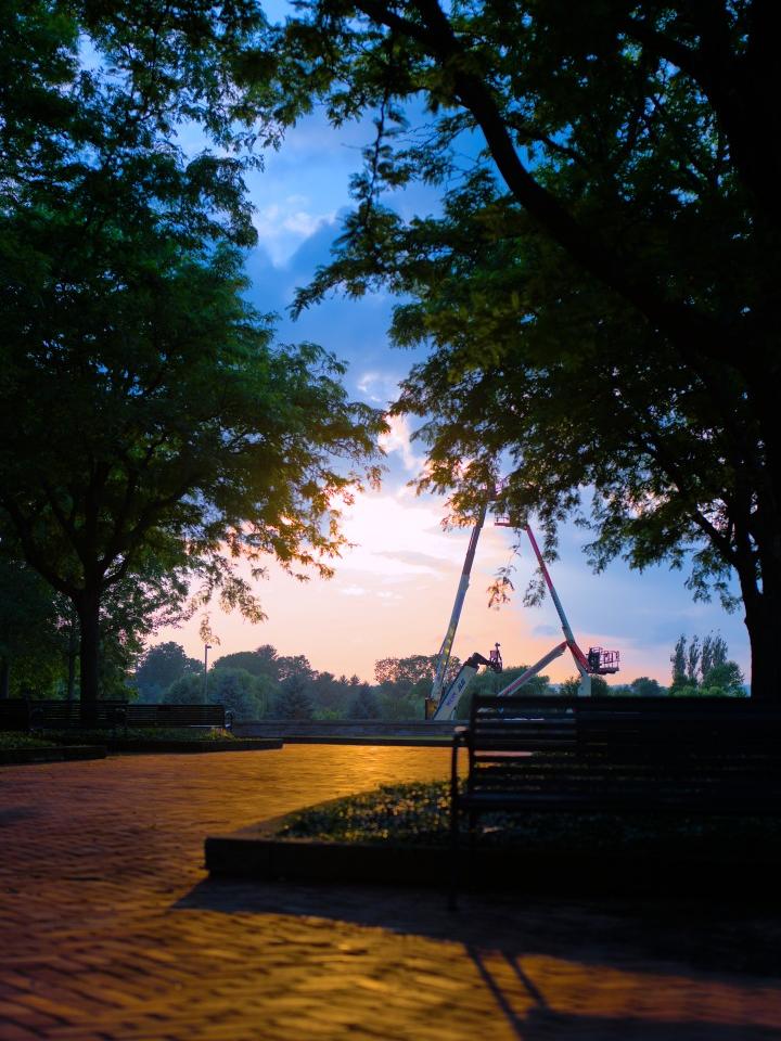 The sunsets between branches of a tree above a brick sidewalk