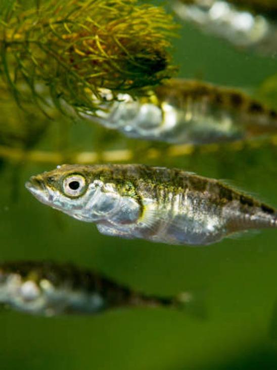 little fish among weeds
