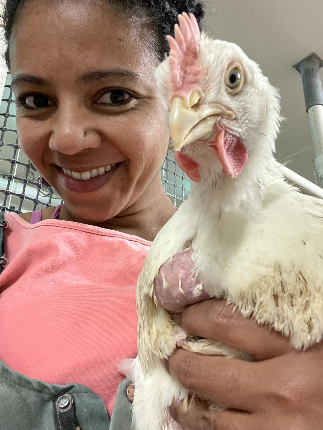 first author, older chicken