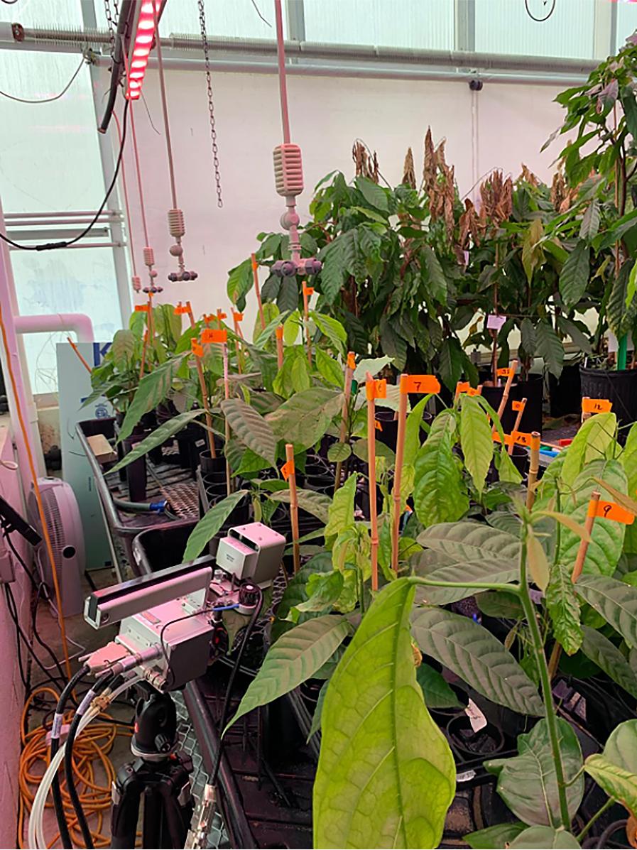 greenhouse experiment