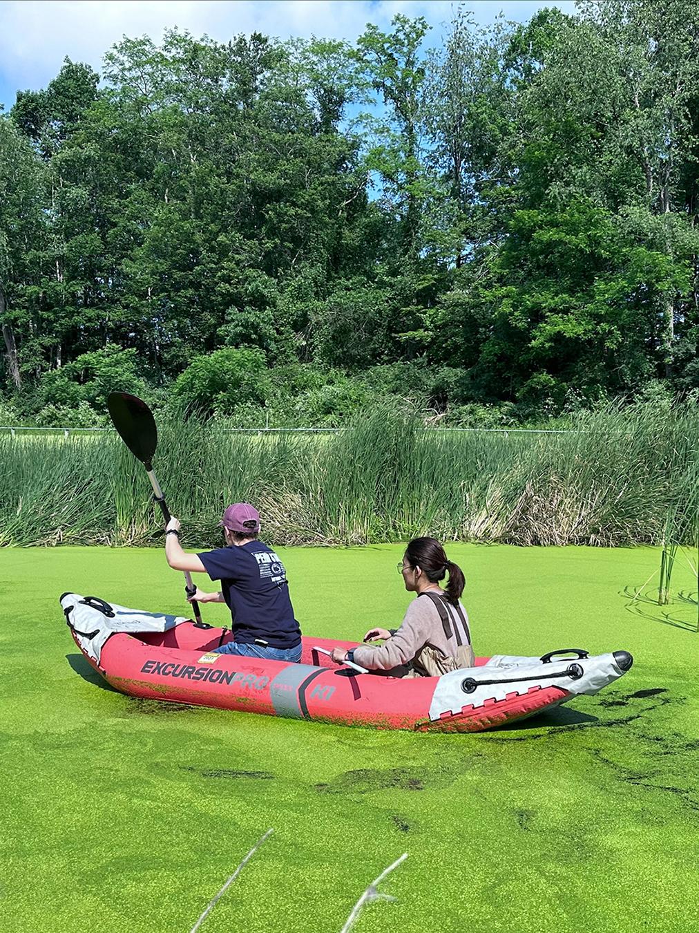 Two people kayak on a body of water covered in a film of green growth