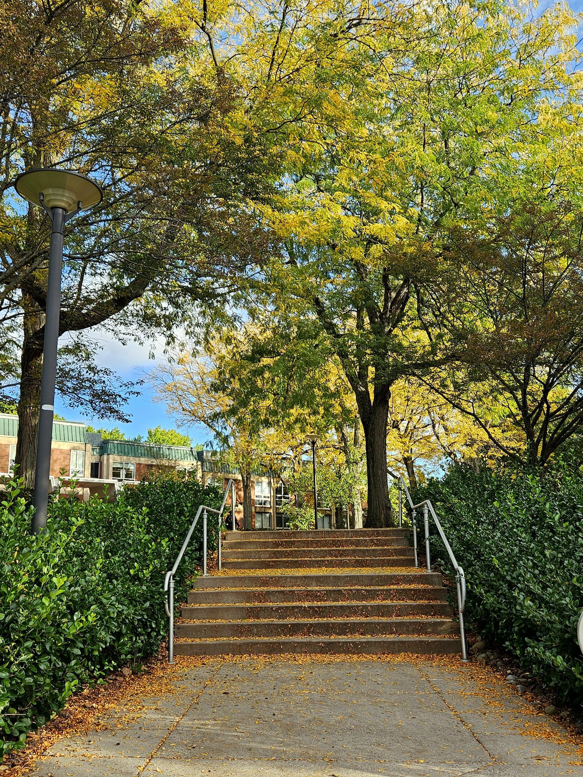 A short staircase blanketed in yellow leaves, beneath several large trees