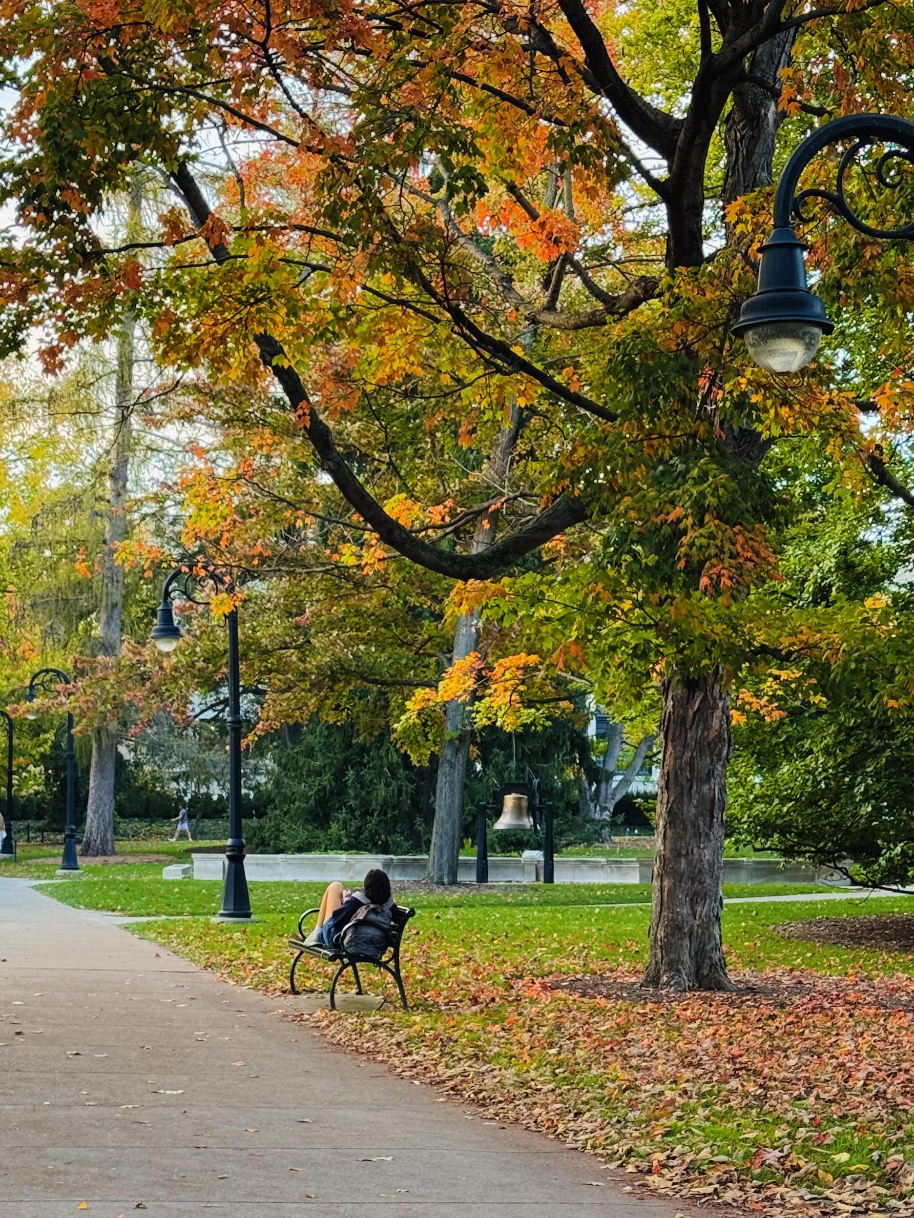 A student on a bench under a large tree with fall foliage