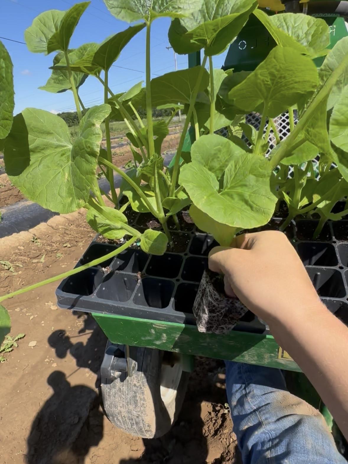 Seedling