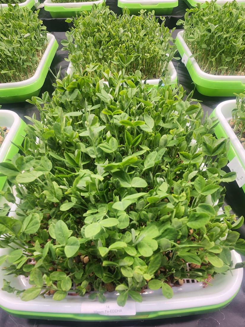 little pea plants 