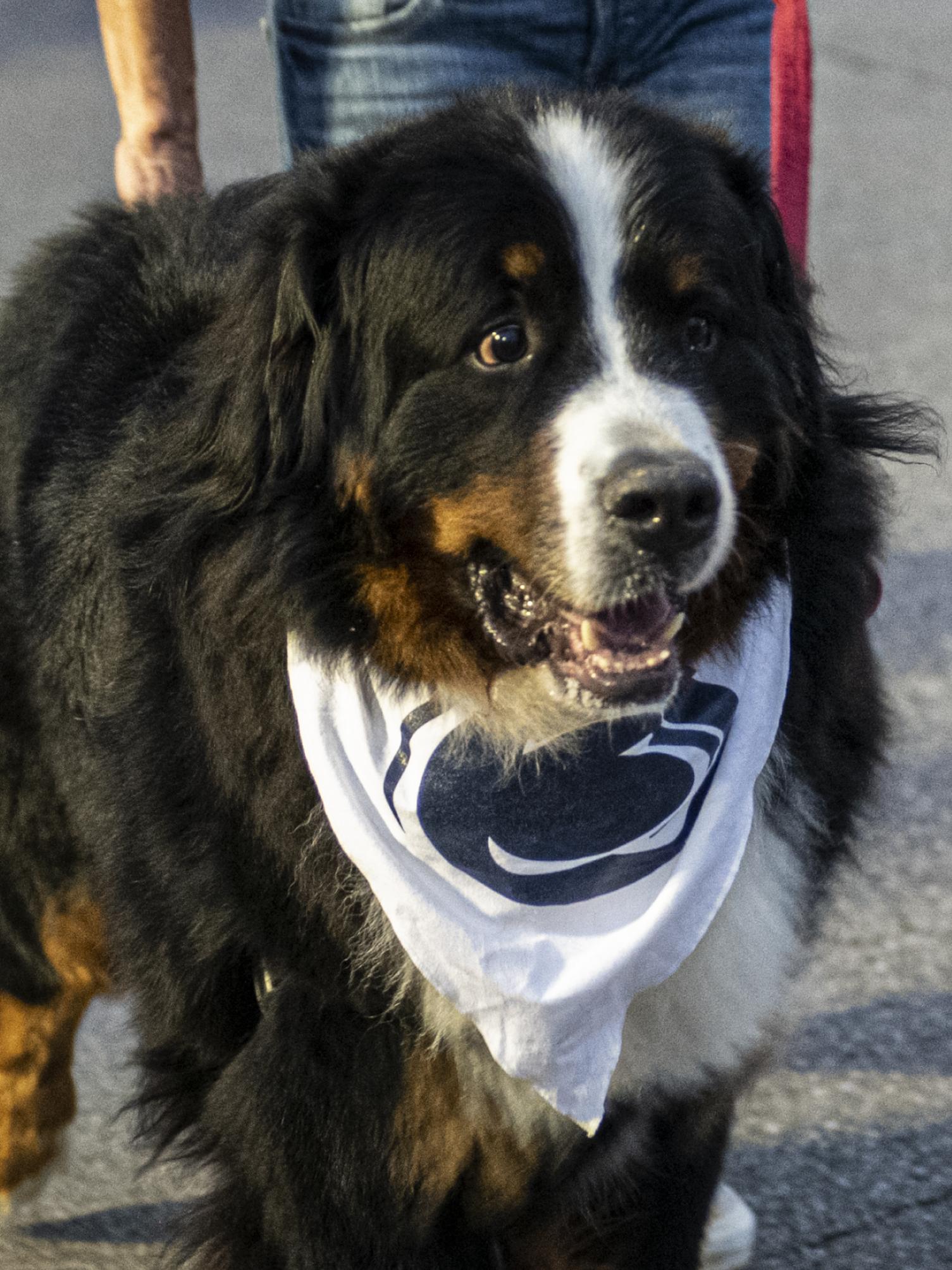 Bernese Mountain Dog