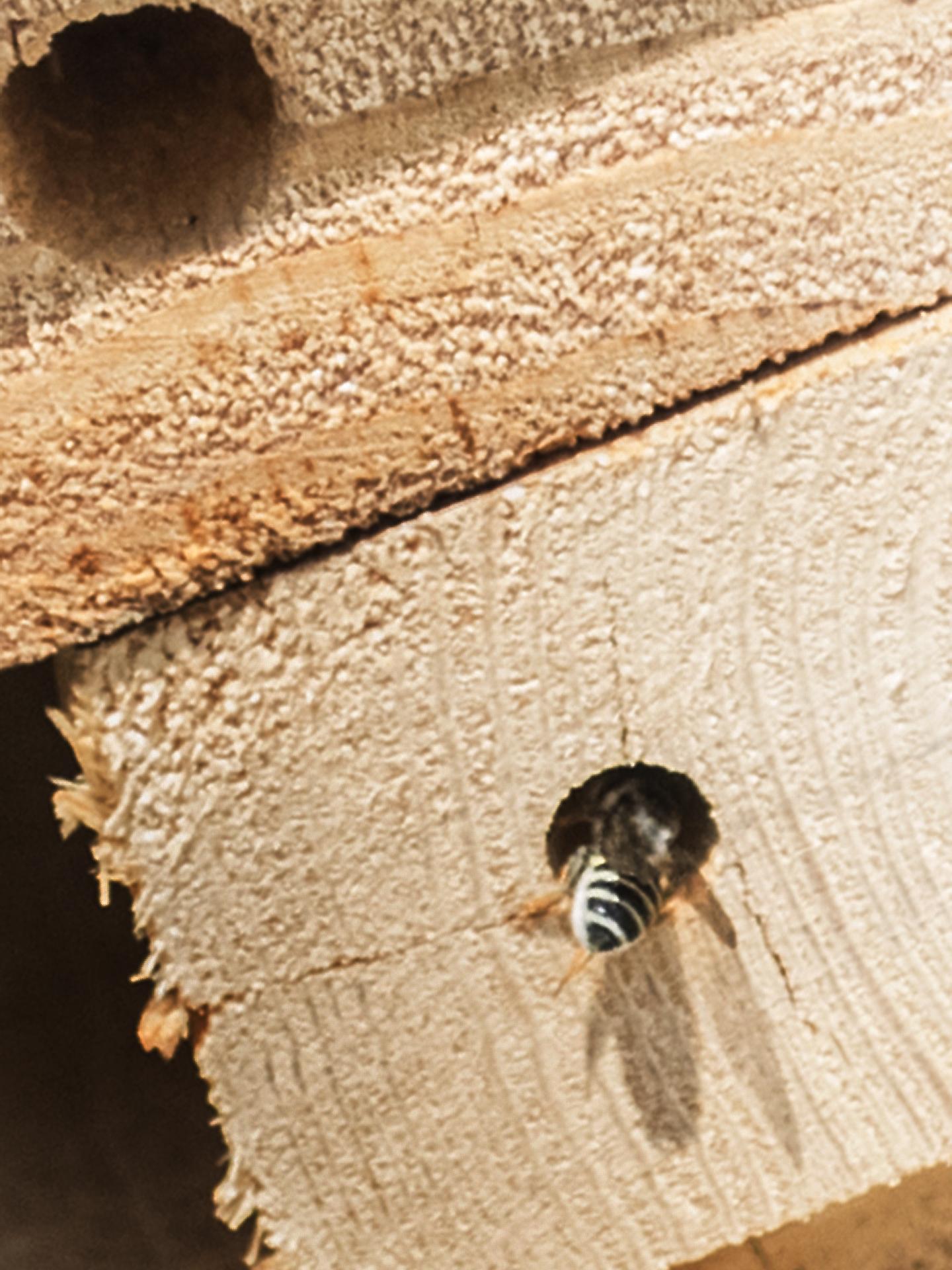 close up of bee hotel