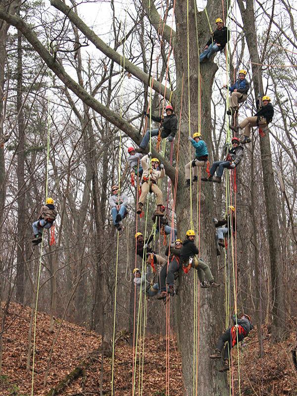 Big Tree Climb_2