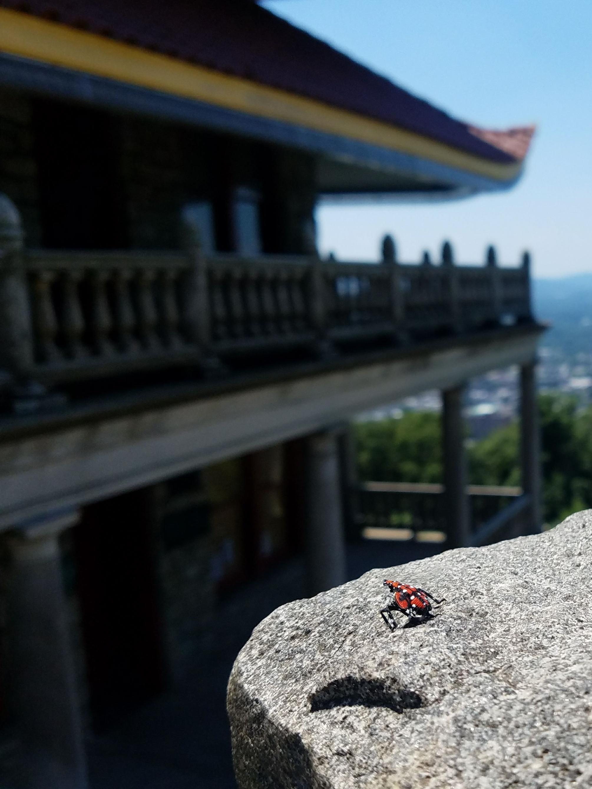 Spotted Lanternfly alone at Pagoda