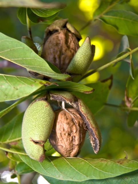 Walnuts growing on walnut tree